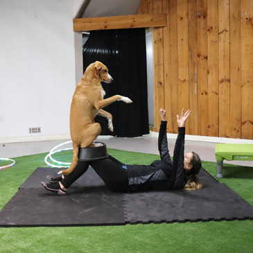Dog Flooring for Stunts and Agility at Pomskyfest