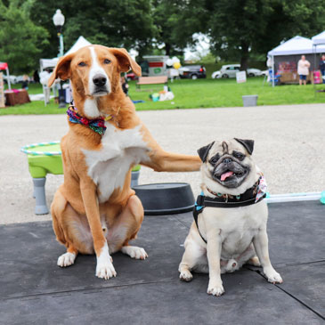 what is the best flooring for dogs at shows and during demonstrations or training