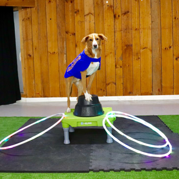 dog friendly flooring with National Stunt Dog Champion Good Beasley
