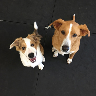 Good flooring for dogs approved by Good Beasley