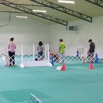 dog agility flooring for alabama commercial locations