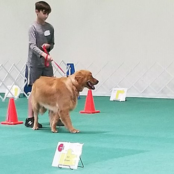 Green Dog Agility Mats