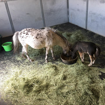 horse stable mats ponies