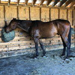 Hay-net stall mats flooring for a run-in shed