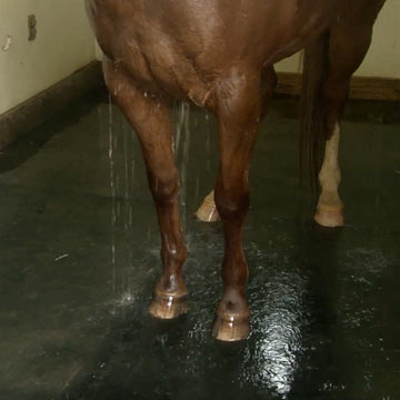 Equine rubber matting
