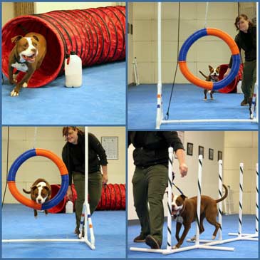 what is the best flooring for dogs agility
