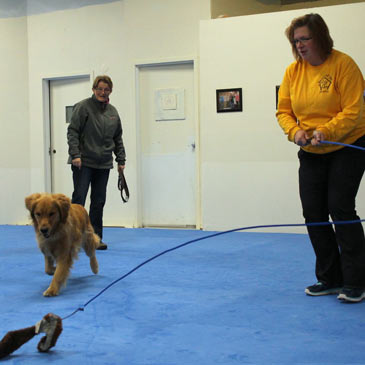 House of Dog Training Dog Agility Mats 2