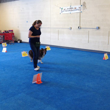 dog obedience training mats