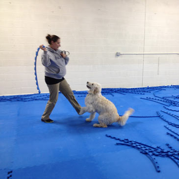 House of Dog Training Dog Agility Mats 5