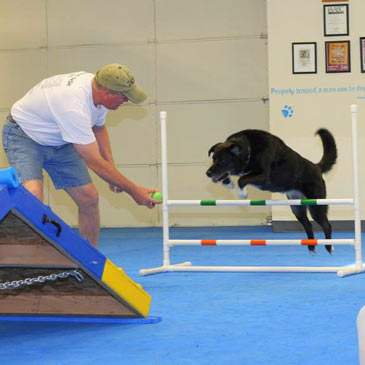 House of Dog Training Dog Agility Mats