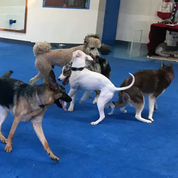 foam flooring for dogs running around