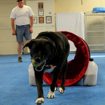 agility dog floor mat