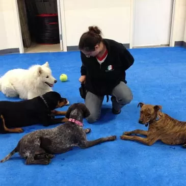 dog trainer with dogs laying on blue dog agility mats