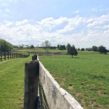 Kelly Murphy-Alley Curry Striking KMA Performance Horses Pasture