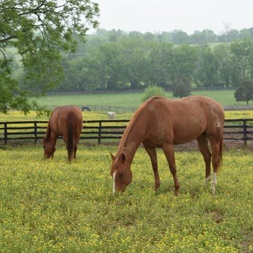 Kelly Murphy-Alley Curry Striking KMA Performance Horses Greatmats
