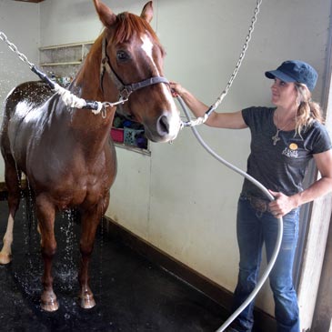 Equine wash stall mats with Kelly Murphy-Alley