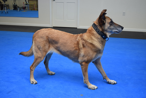 Interlocking Foam Mats for Dogs