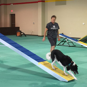 dog agility equipment mats
