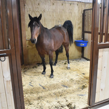 Easy Cleaning Horse Stall Mats