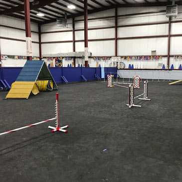 dog flooring agility