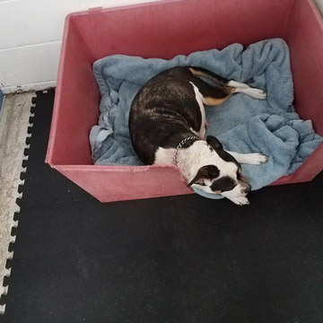 Mat for underneath dog crate 2025