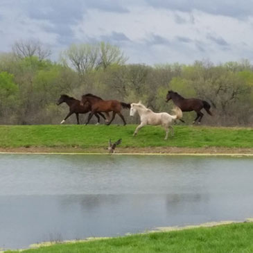 My Epiphany Paradise Farm acreage