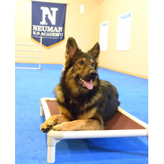 Neuman K-9 Academy in Hugo Minnesota thumbnail