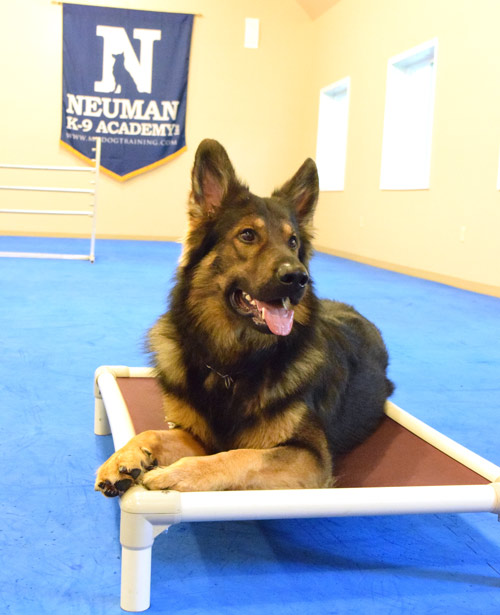 Dog Training Flooring at Neuman K9 Academy