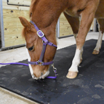 Horse Mat Benefits