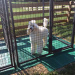 Raised Dog Kennel Flooring