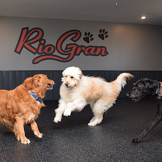 dogs running on rubber flooring in kennel doggie daycare