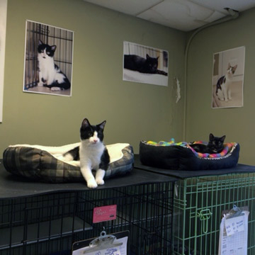 rubber cat crate mat