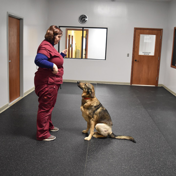 Rubber Flooring For Dogs Rehab And Training