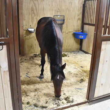 rubber horse mats in stall