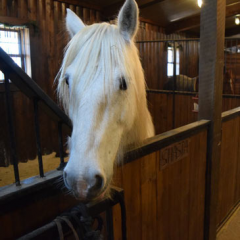 How to Clean Horse Stall Mats - Spring Creek Horse Barn thumbnail