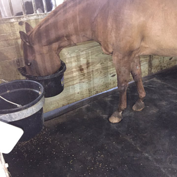 Custom size rubber Mat kits for Horse