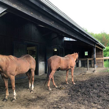 Muddy horse paddock or pasture grid paving ground floor system