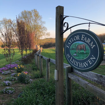 Taylor Farm Horse Retirement