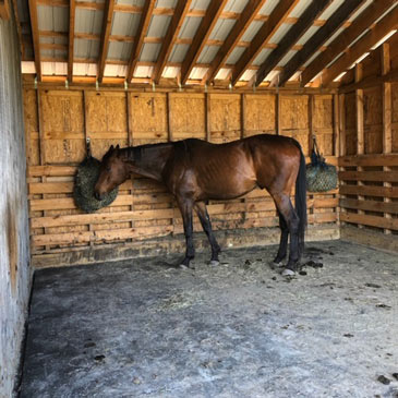 Horse Stall Mats 4x6 Ft x 3/4 Inch Black horse head.