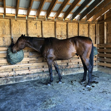mats for run in horse shelter