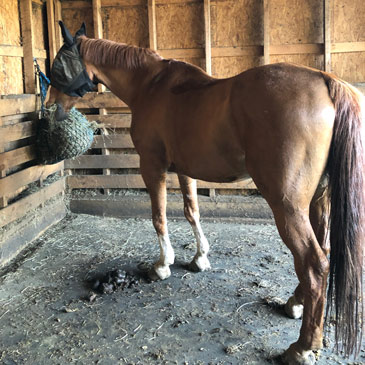 Horse Stall Mats Kits showing horse barn Aisle