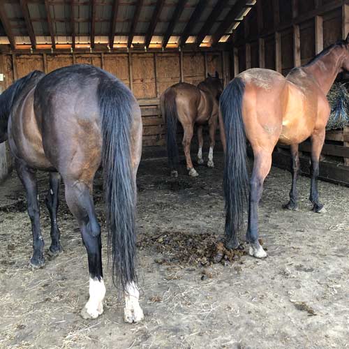 Horse Run In Shed Mats