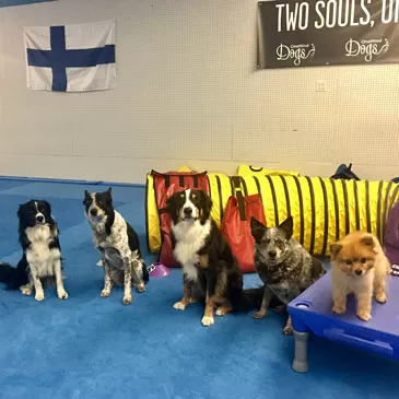 The Agility Facility using Greatmats dog agility interlocking floor mats