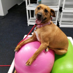 The Canine Coach Greatmats rubber topped foam dog flooring thumbnail