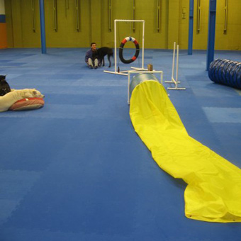 foam floor mats for dog training facilities