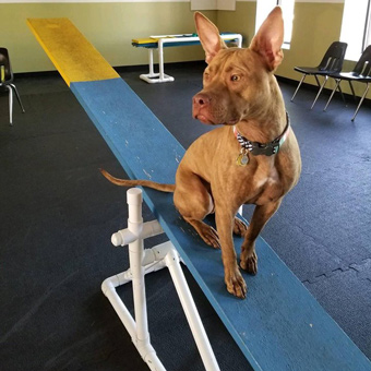 The Canine Coach St. Paul Rubberlock