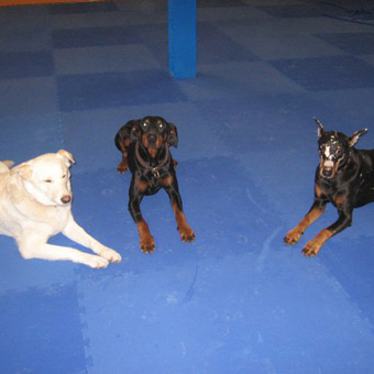 Blue foam dog training mats