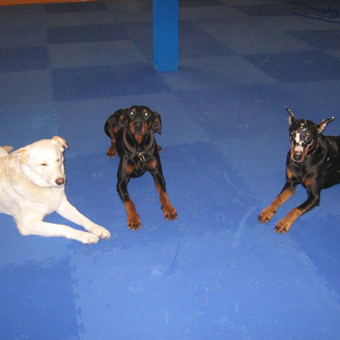 Dog Agility Mats