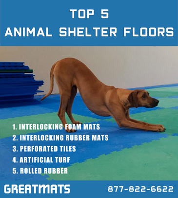 Quality pet safe flooring