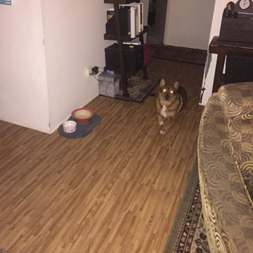 wood floor hallway foam
